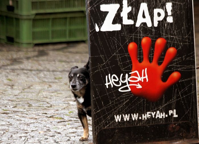 Masz psa? Więcej zapłacisz