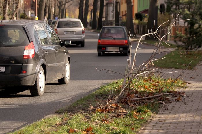 Pędem w drzewko po wariacku