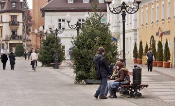Zamiast brzydkich szkieletów – choinki