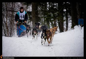 Pieskie zmagania z mrozem i śniegiem
