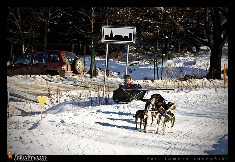 Pieskie zmagania z mrozem i śniegiem