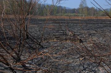 Spłonęło około 15 hektarów nieużytków