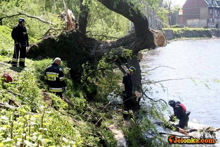 Zator z powalonej wierzby groził podtopieniem