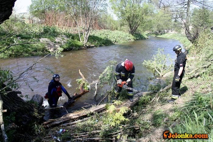 Zator z powalonej wierzby groził podtopieniem