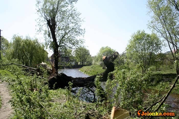 Zator z powalonej wierzby groził podtopieniem
