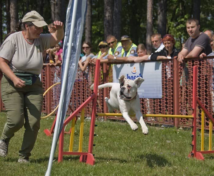 Świat pod psem przy ul. Lubańskiej