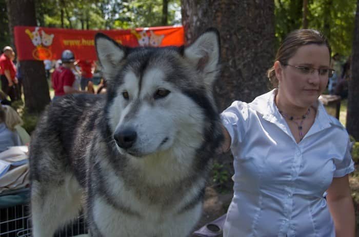 Świat pod psem przy ul. Lubańskiej