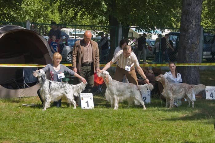 Świat pod psem przy ul. Lubańskiej