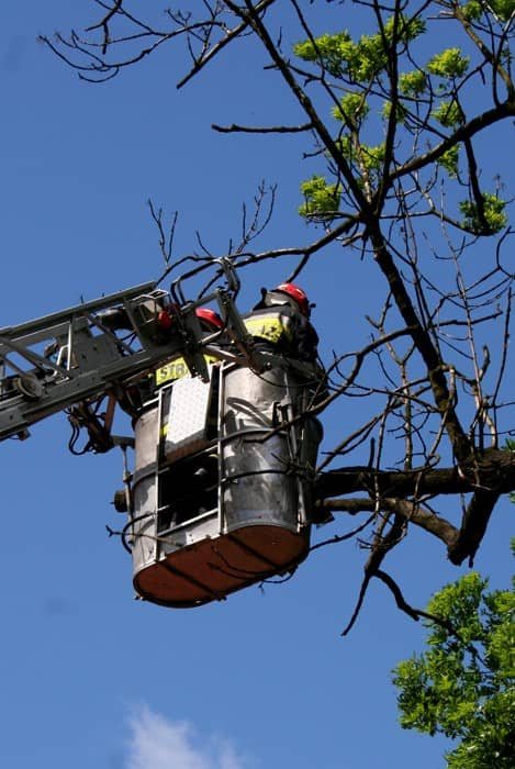 Potężne konary nad głowami ludzi