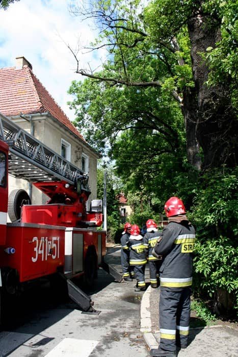 Potężne konary nad głowami ludzi