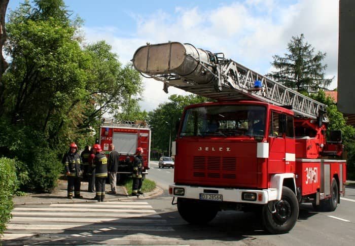 Potężne konary nad głowami ludzi