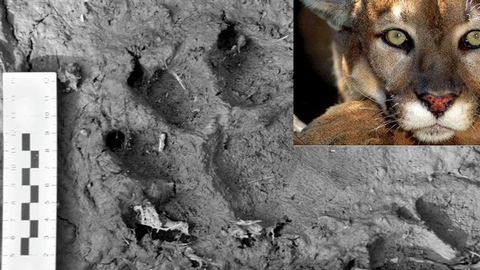 To nie puma tylko duży pies