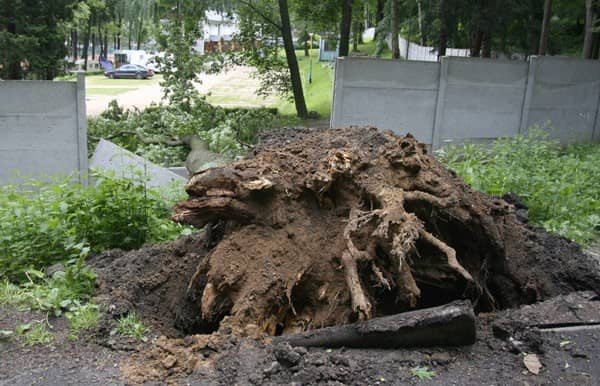 Klon połamał ogrodzenie