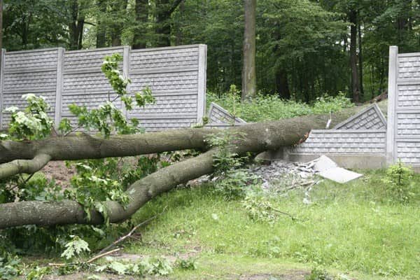 Klon połamał ogrodzenie
