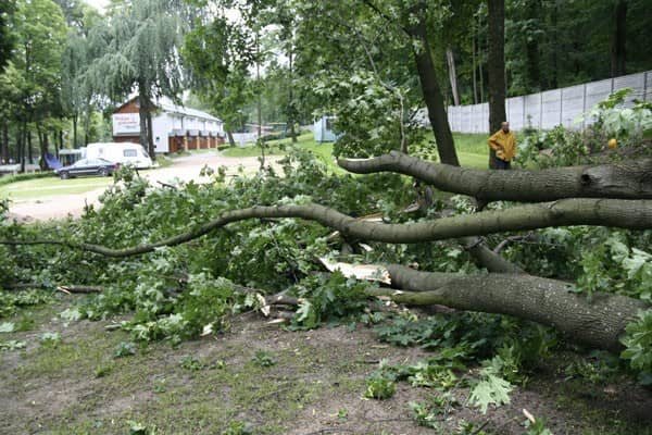Klon połamał ogrodzenie