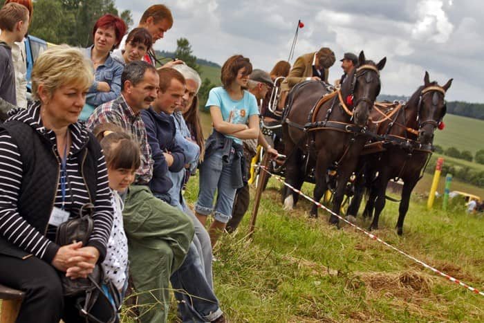 Koń piękny jest – każdy widzi (video)