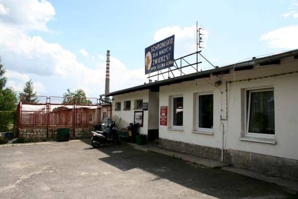 Zwierzęta do lasów i koszy na śmieci