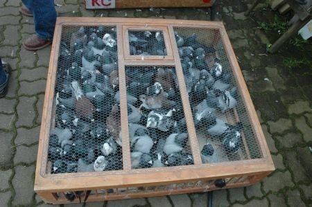 Przez dwa lata dręczyli gołębie