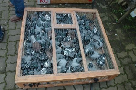 Przez dwa lata dręczyli gołębie