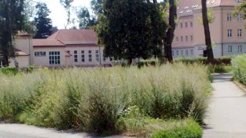 Dżungla na skwerze