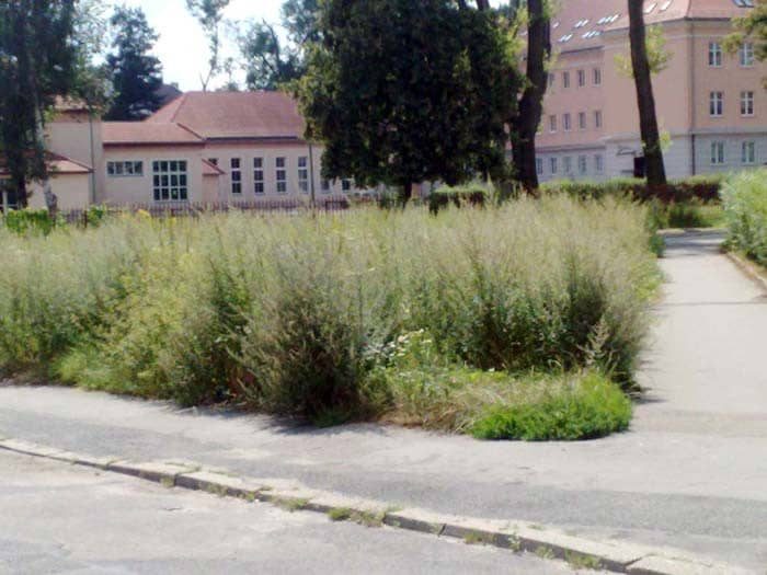 Dżungla na skwerze