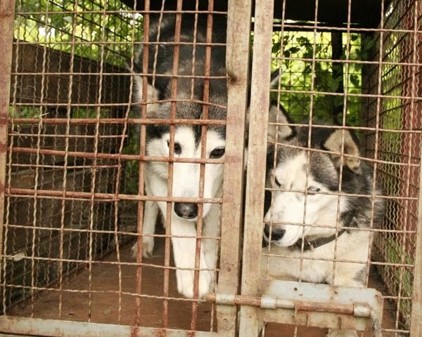 Dwa husky'e czekają na właściciela w schronisku