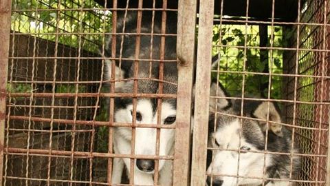 Dwa husky'e czekają na właściciela w schronisku