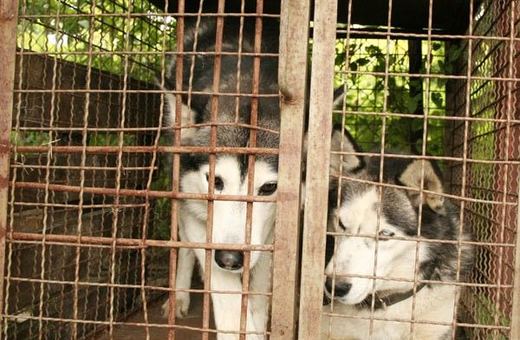 Dwa husky'e czekają na właściciela w schronisku