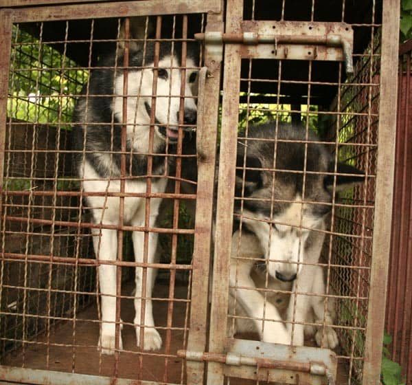 Dwa husky'e czekają na właściciela w schronisku