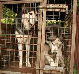 Dwa husky'e czekają na właściciela w schronisku