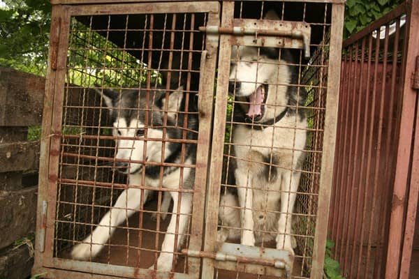 Dwa husky'e czekają na właściciela w schronisku