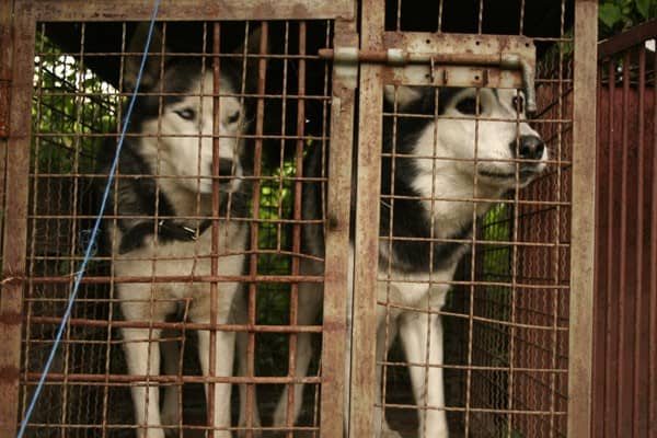 Dwa husky'e czekają na właściciela w schronisku