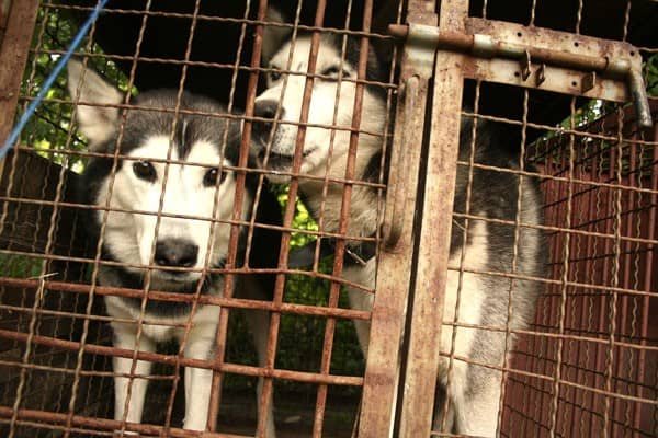 Dwa husky'e czekają na właściciela w schronisku