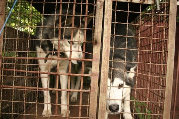 Dwa husky'e czekają na właściciela w schronisku