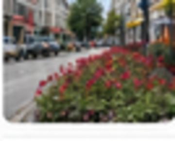 Kwietne rabaty w centrum. Zobacz zdjęcia