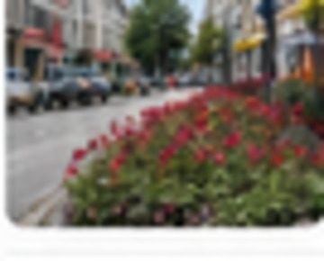 Kwietne rabaty w centrum. Zobacz zdjęcia