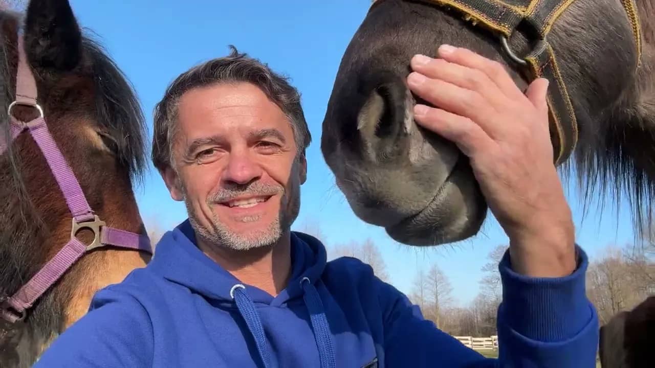 Petycja w obronie koni i osłów przed rzeźnią