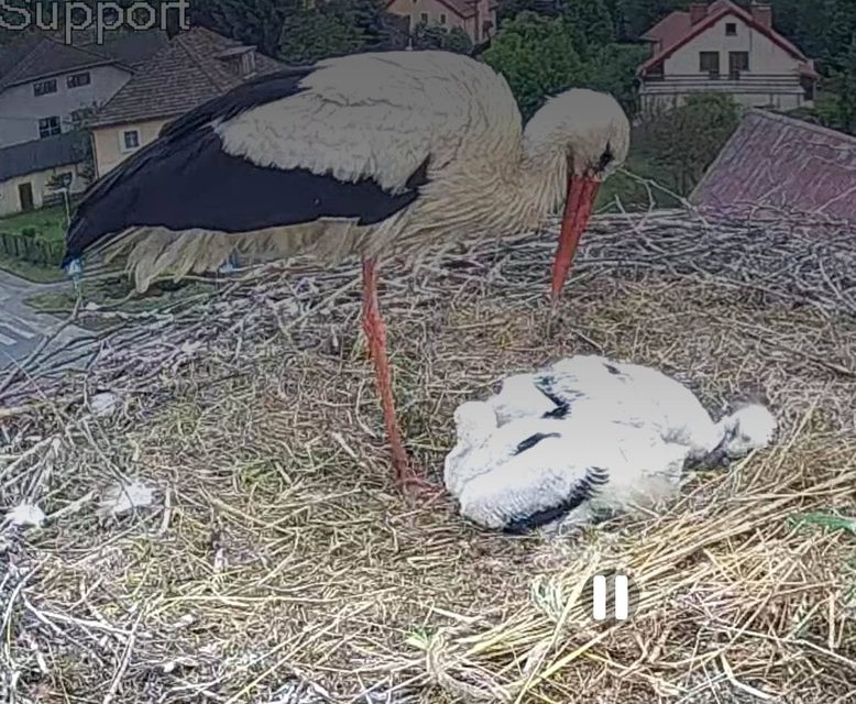 Dzień Mamy, kolizja z radiowozem i wspomnień czar w Piechowicach – tak minął wtorek, 26 maja