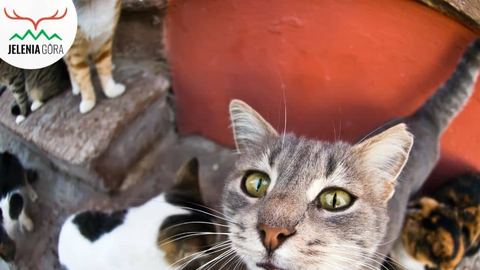 Kolejna akcja sterylizacji i kastracji wolno żyjących kotów