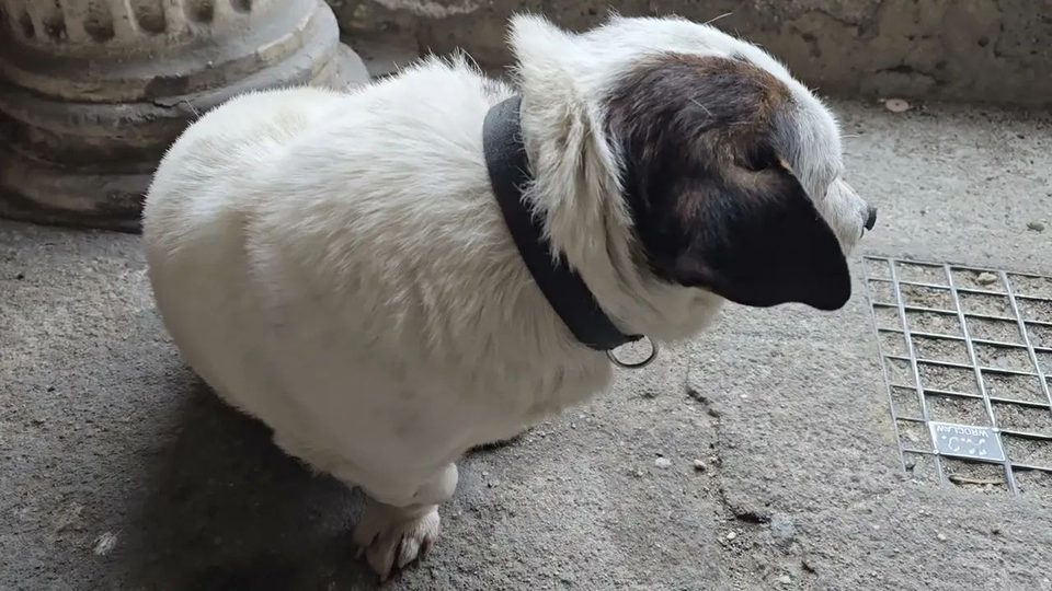 Kto przygarnie psa?