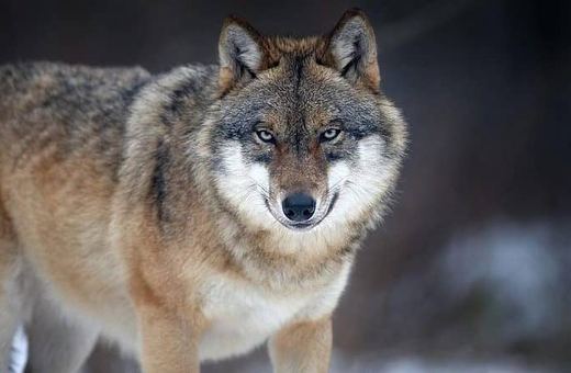 Uwaga! Zaobserwowano obecność wilków