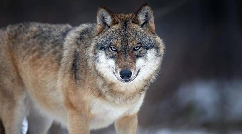 Uwaga! Zaobserwowano obecność wilków