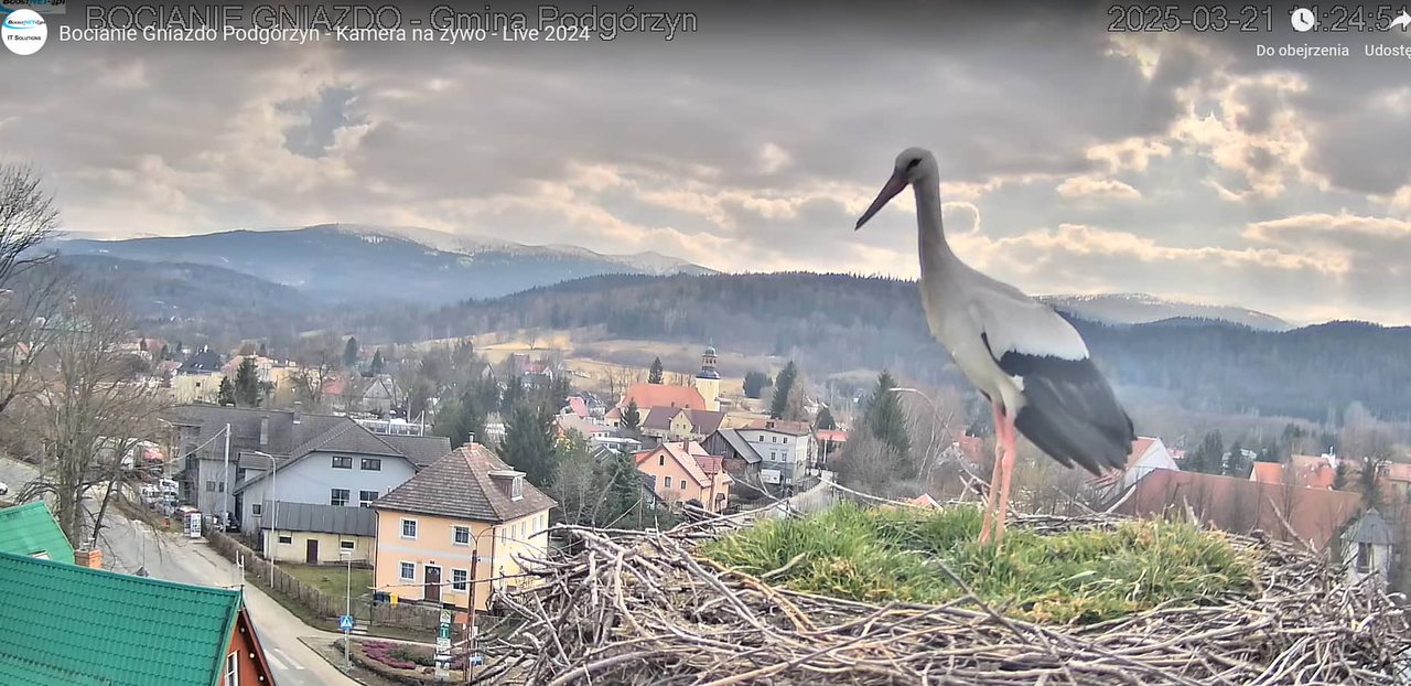 Bociek z Podgórzyna powrócił w pierwszy dzień wiosny