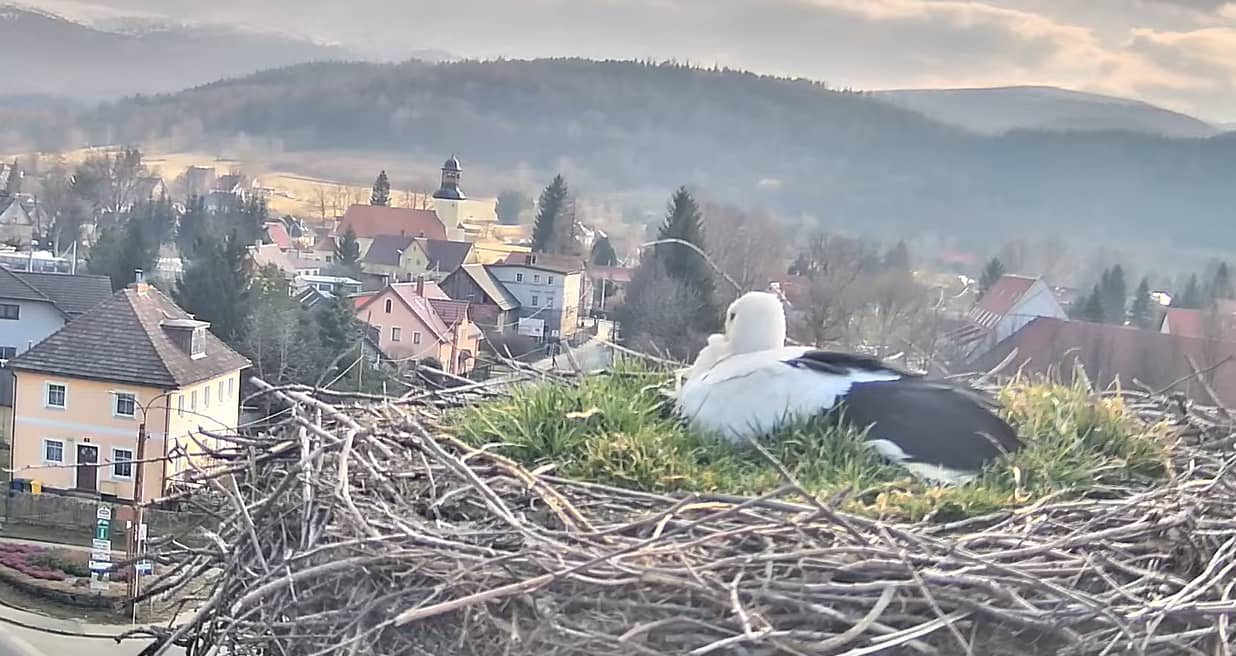 Bociek z Podgórzyna powrócił w pierwszy dzień wiosny