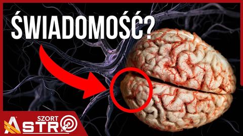 Natrafiono na ślad świadomości w mózgu?