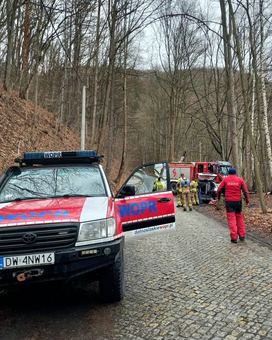Młoda sarna nie miała szans
