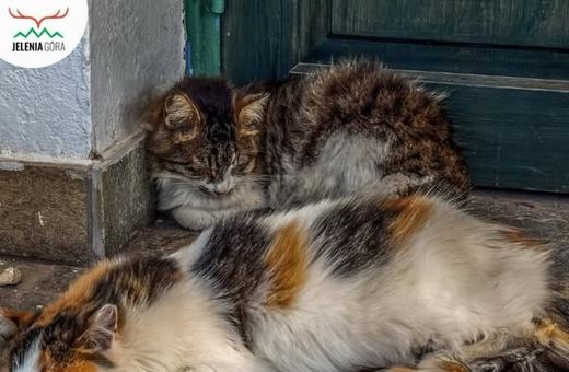 Sterylizacja wolno żyjących kotów