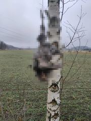 Kto powiesił kurę?