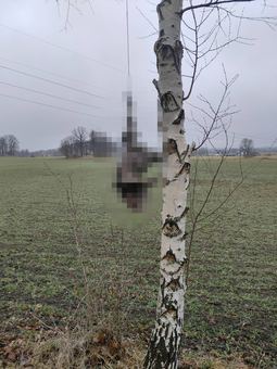 Kto powiesił kurę?