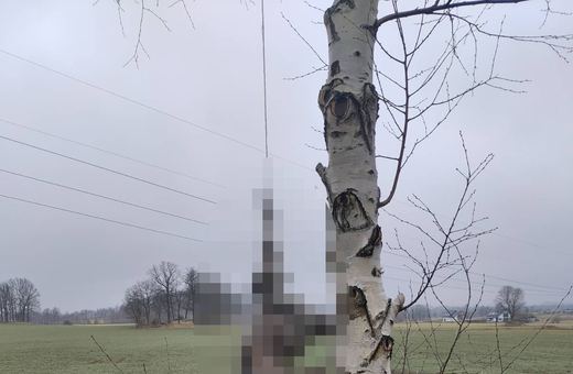 Kto powiesił kurę?